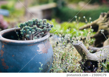 old cup vase in garden 23004179