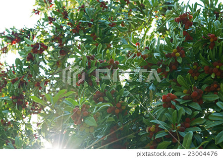 strawberry tree arbutus unedo, fruits strawberry tree arbutus unedo, fruits 23004476