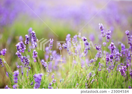 Fragrant summer Fragrant summer 23004584