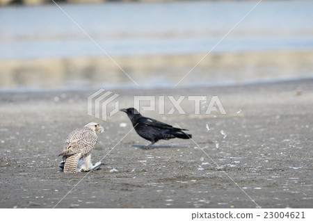 White fangs that pull the prey's feathers White fangs that pull the prey's feathers 23004621