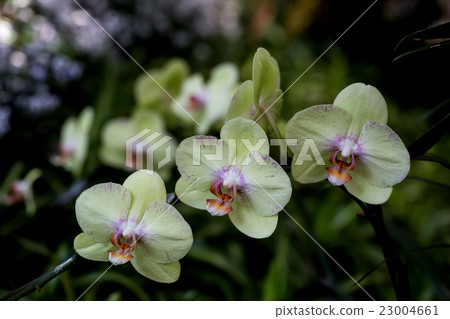 Farland Orchid 23004661