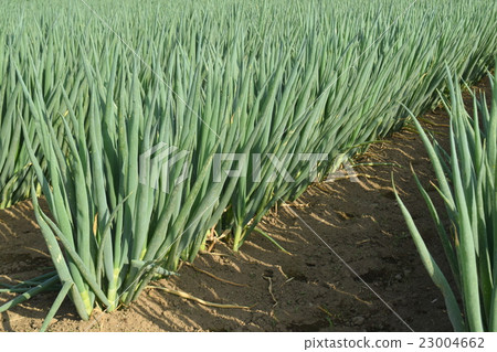 一個長長的場地 23004662