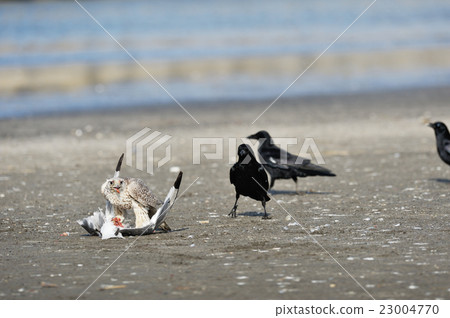 Hayabusa that eats the green turtle 23004770