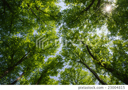 Under the linden trees 23004815