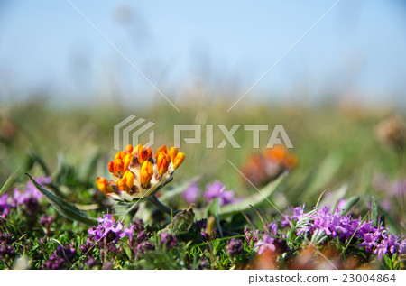 Small shiny flower 23004864