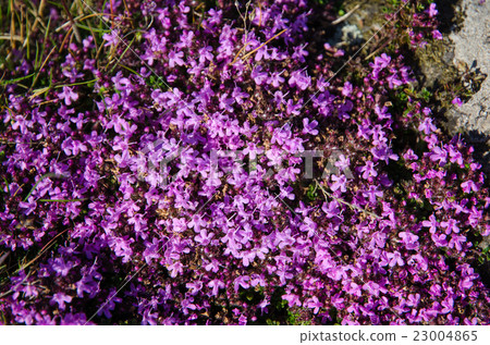Wild thyme covered ground 23004865