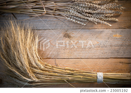 barley and wheat 23005192