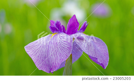 Iris 16: 9 Iris 16: 9 23005203