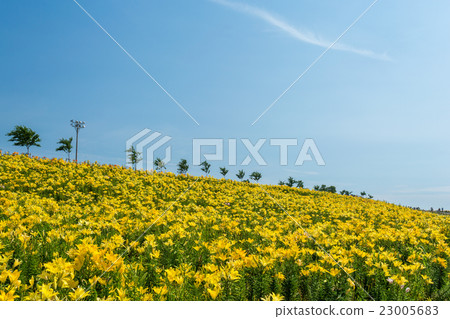 黃色百合領域 23005683