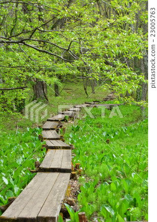 Mori no wood road Mori no wood road 23005763