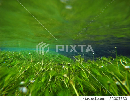 清除當前的水生植物 23005780
