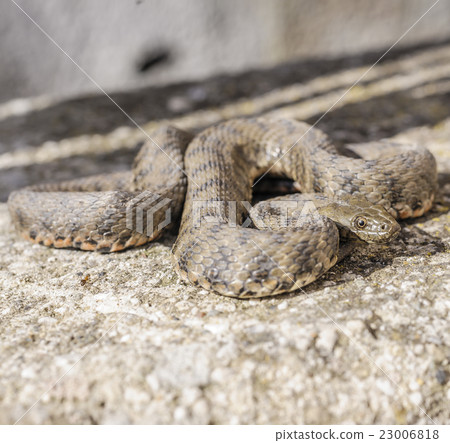 Snake,viper 23006818