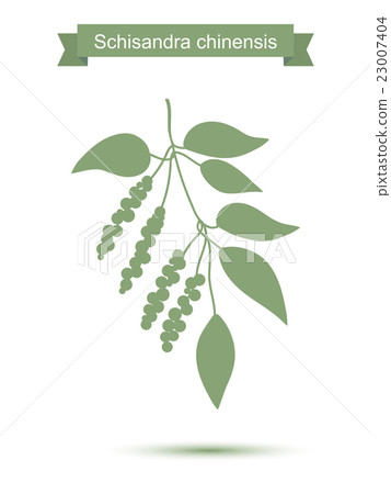 Branch with berries of Chinese Schisandra 23007404