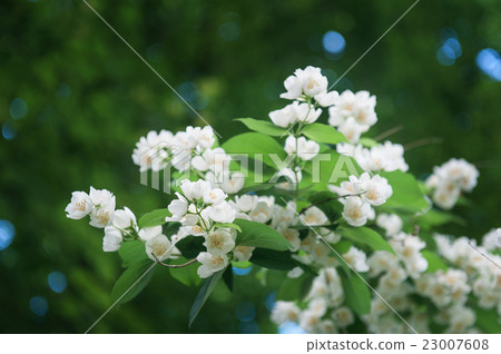 Jasmine bush in full blossom at summer park 23007608