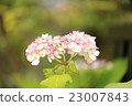 Pink hydrangea 23007843