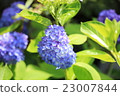 Blue Hydrangea 23007844