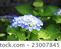 Blue Hydrangea 23007845