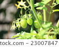 Mini tomatoes in early summer 23007847