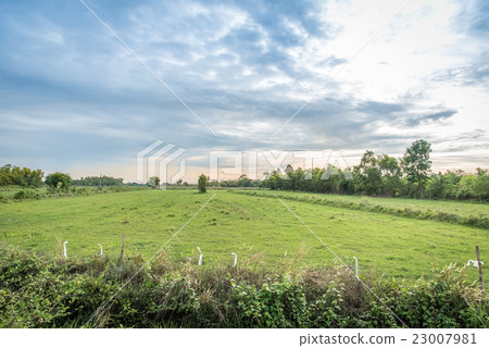Beautiful sunset over the rice field in Thailand. Beautiful sunset over the rice field in Thailand. 23007981