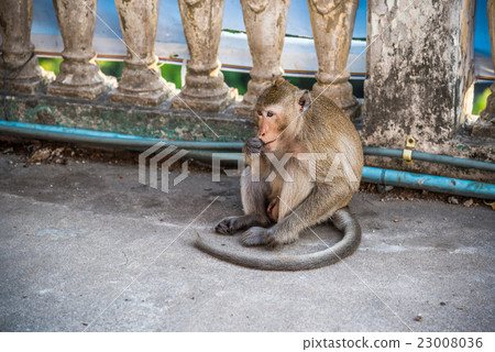 A monkey sitting on concrete floor A monkey sitting on concrete floor 23008036