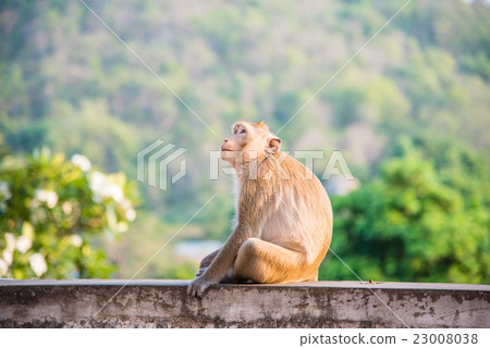 Monkey sitting on blur green nature background 23008038