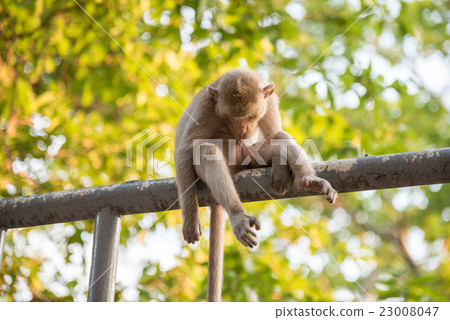 Monkey sitting on blur green nature background Monkey sitting on blur green nature background 23008047