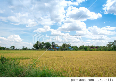 Harvest season rice fields in Thailand Harvest season rice fields in Thailand 23008115