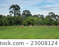 Buffalos are eating in the rice field 23008124