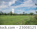 Buffalos are eating in the rice field 23008125