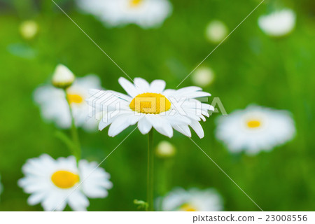 White daisy close up with blurred background. White daisy close up with blurred background. 23008556