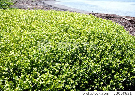 Haruhakobe Vacca野花園(北見市) Haruhakobe Vacca野花園(北見市) 23008651