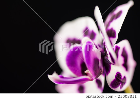 Yellow orchid, Phalaenopsis orchid, flower, closeup, macro. 23008811