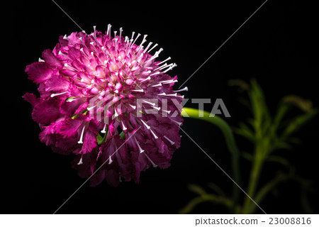 Scuba, Flora, Close-up, Macro. 23008816