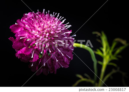 Scuba, Flora, Close-up, Macro. 23008817