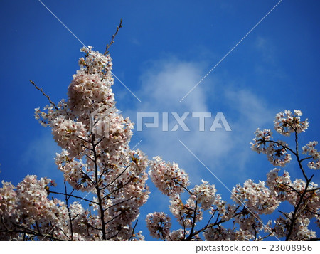 松島灣的櫻花 23008956