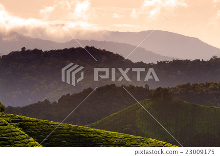 Cameron Highland, Malaysia.. 23009175