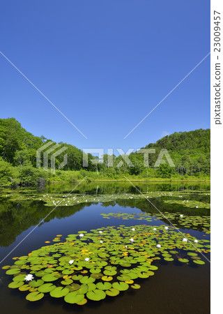 初夏的一個沼澤地 23009457