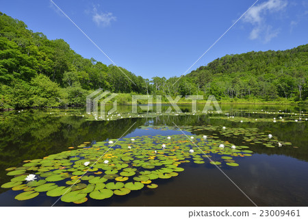 初夏的一個沼澤地 23009461