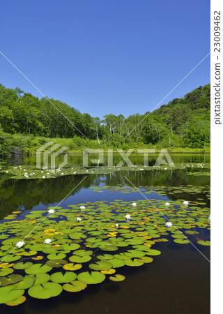 初夏的一個沼澤地 初夏的一個沼澤地 23009462