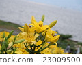 Lily flower 23009500