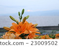 Lily flower 23009502
