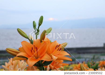 Lily flower 23009502