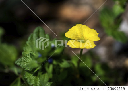 Rhubarb Flower Kabaki Rhubarb Flower Kabaki 23009519