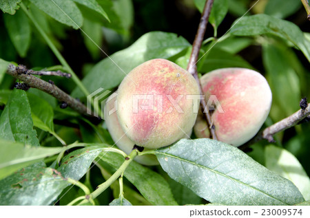 Hairy peach Hairy peach 23009574