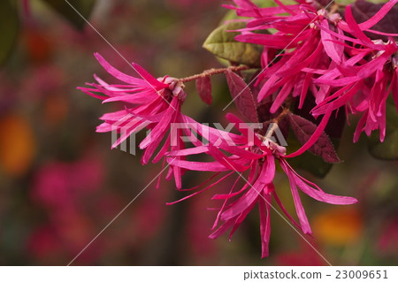 Safflower Tokiwamansaku 23009651