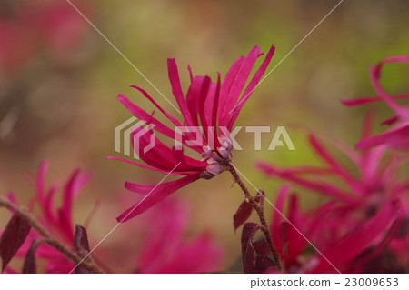 Safflower Tokiwamansaku 23009653