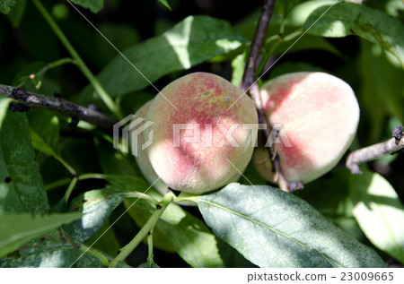 多毛的桃子 23009665