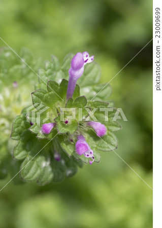 Himeodoricosoum Himeodoricosoum 23009699