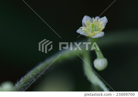 Natural plant Aotzurafuji, blossoms that are not noticeable from early summer to summer bloom. This is a female flower with a dioecious strain 23009700