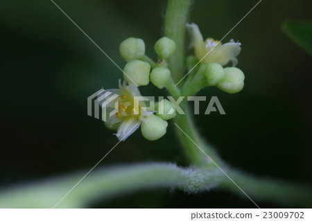 It is a natural plant Aotzurafuji, male. What looks round is a bud that will bloom from now 23009702